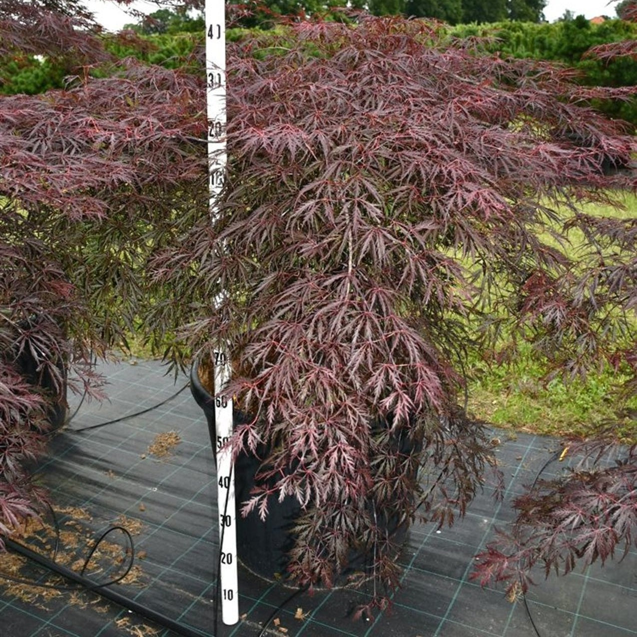 Japansk lönn – Acer palmatum 'Inaba-shidare' - C130 80-100 cm. Meerstammig